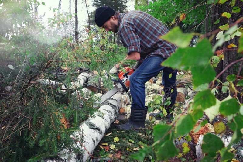 Birch Tree Removal