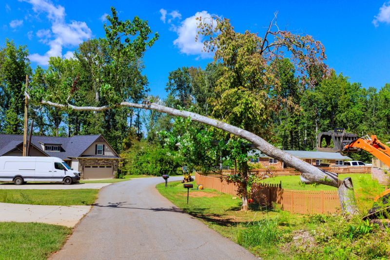 Cost of Fallen Tree Removal in Naples, FL