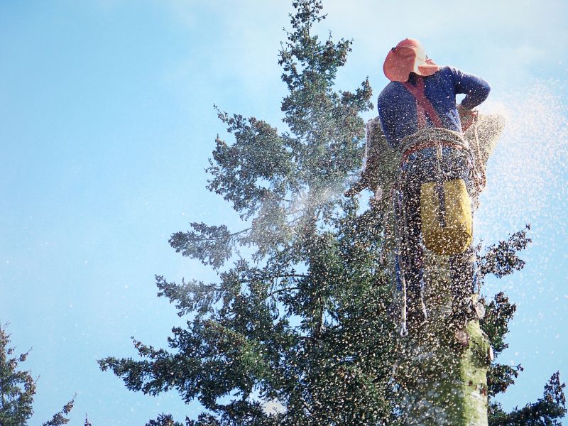 Why Hiring Professionals For Tree Removal Is Essential