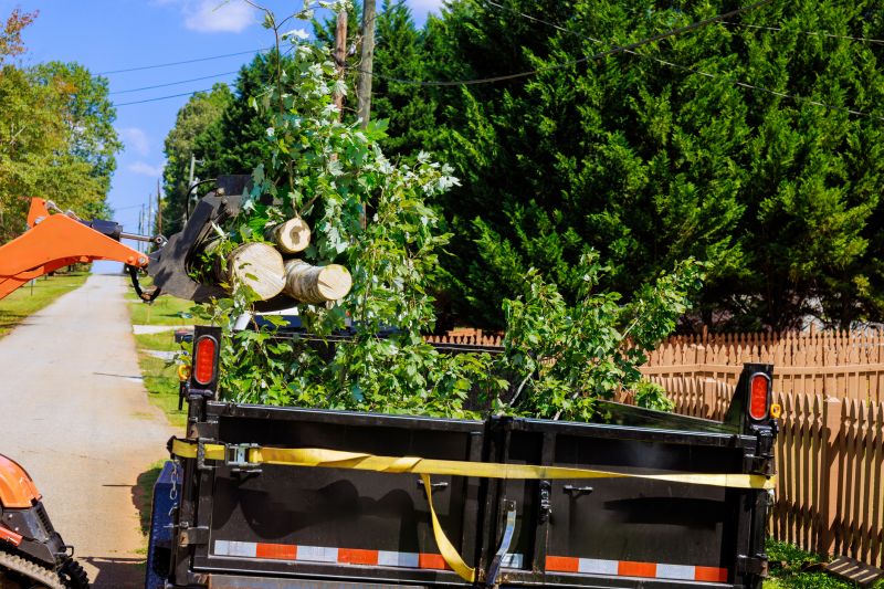 Tree Removal Service