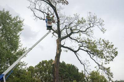 Tree Removal Black Friday Deals