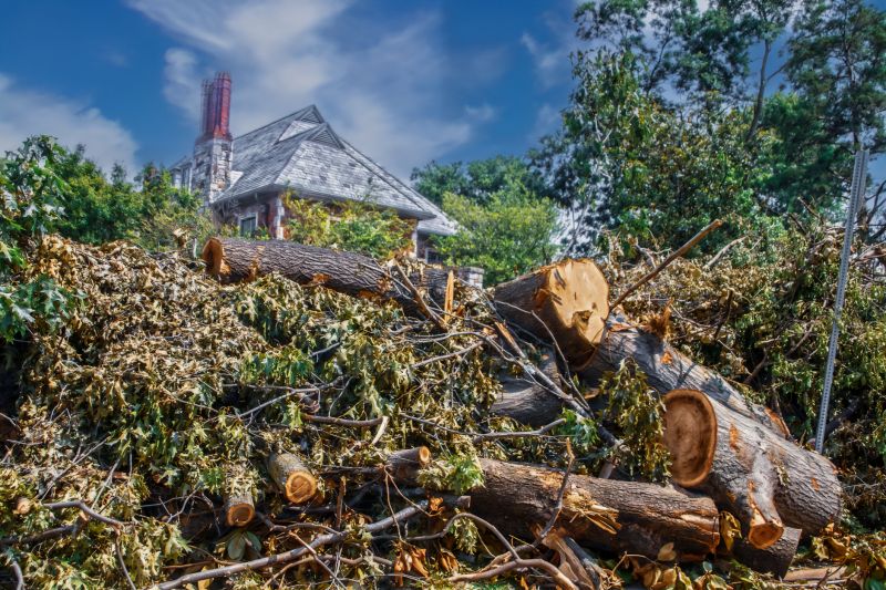 Tree Removal Service Information