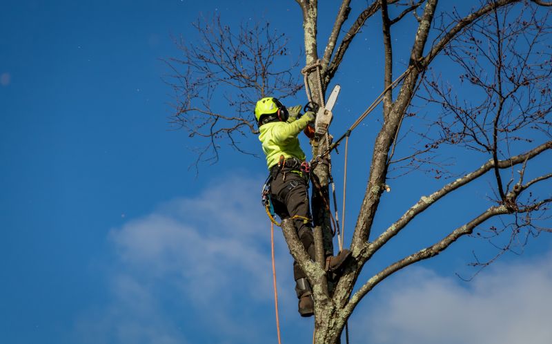 Who provides tree removal services in Naples FL