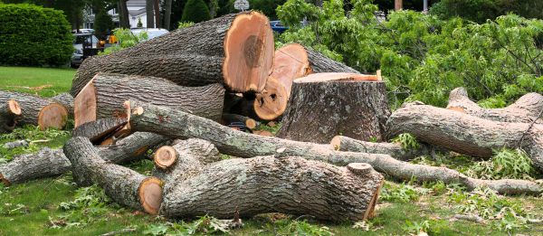 Large Tree Removal in Naples