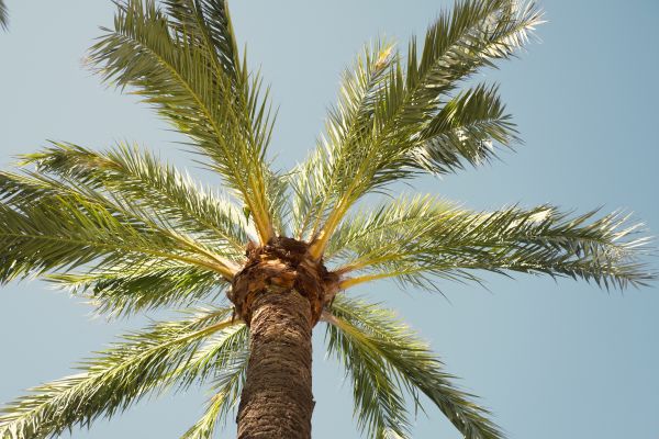 Palm Tree Removal in Naples