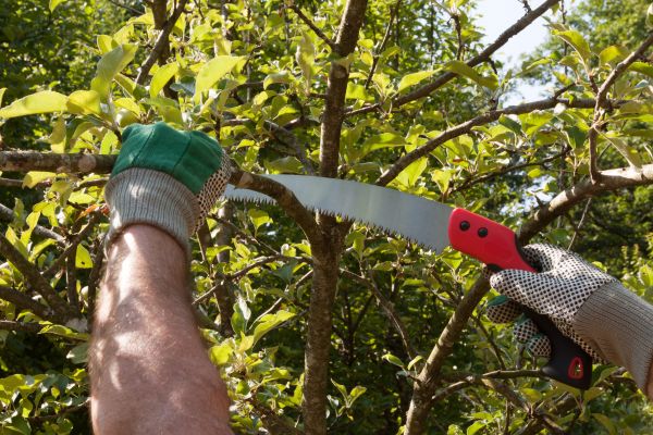 Small Tree Removal in Naples