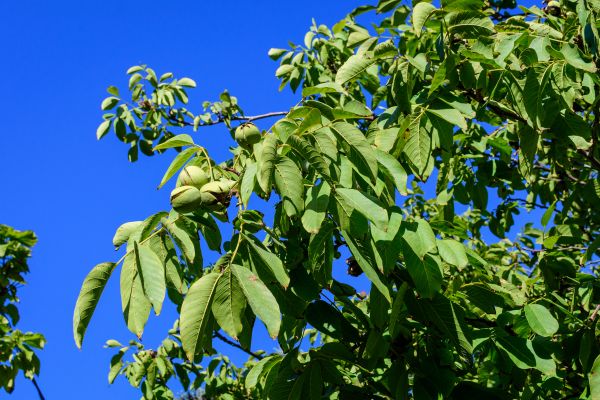 Walnut Tree Removal in Naples