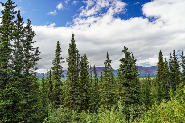Spruce Tree Removal in Naples