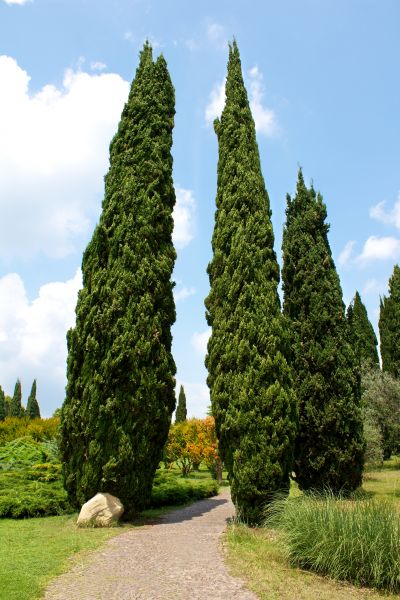 Cypress Tree Removal in Naples