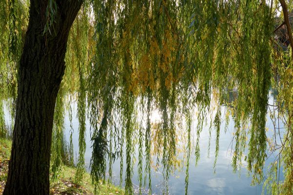 Willow Tree Removal in Naples