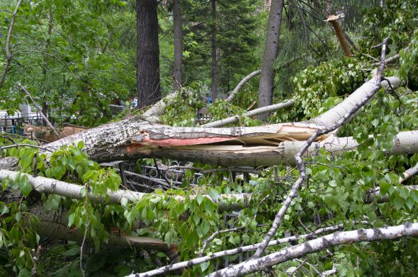 Birch Tree Removal in Naples