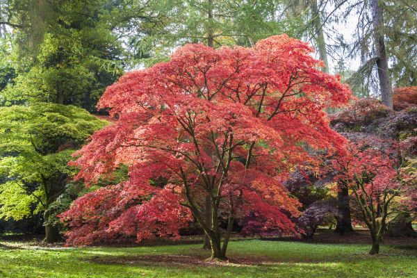 Maple Tree Removal in Naples