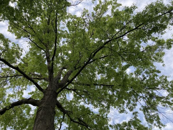 Oak Tree Removal in Naples