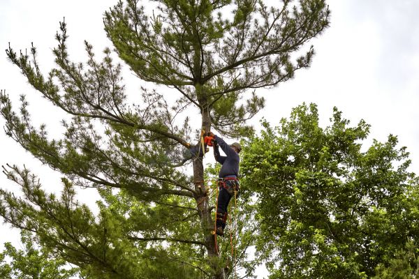 Pine Tree Removal in Naples
