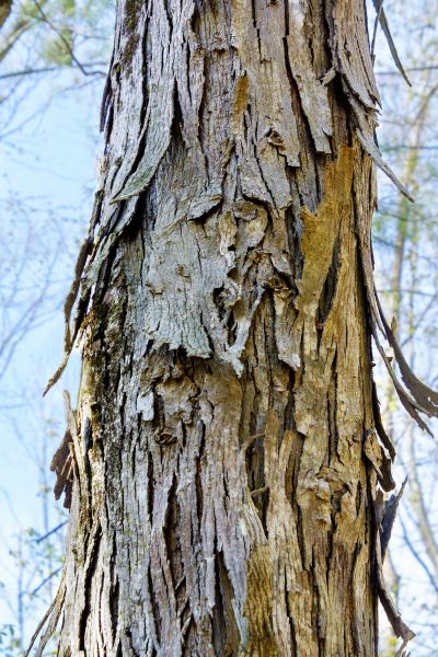 Hickory Tree Removal in Naples