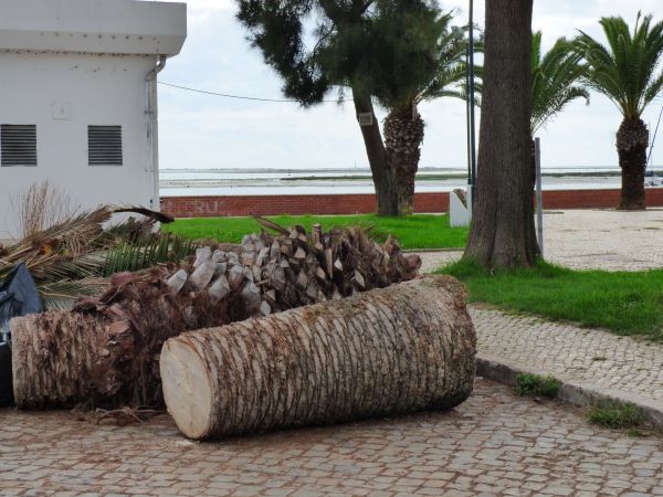 Palm Trees Removal in Naples