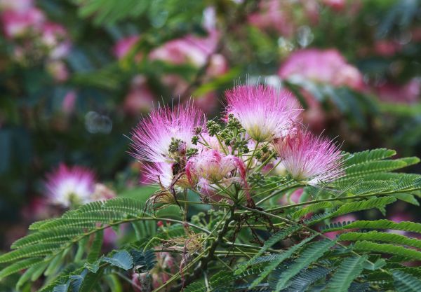 Mimosa Tree Removal in Naples