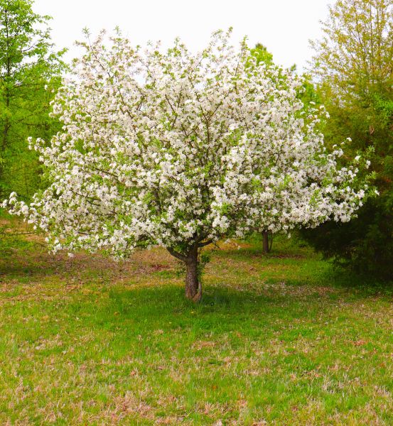 Dogwood Tree Removal in Naples