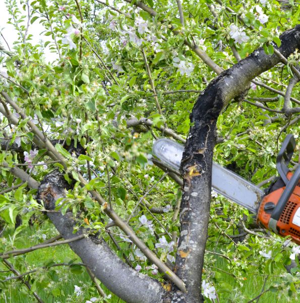 Apple Tree Removal in Naples