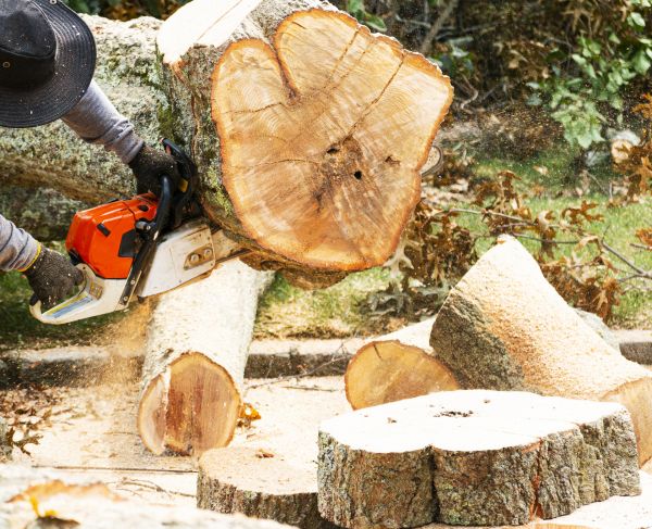 Tree Removal Service in Naples
