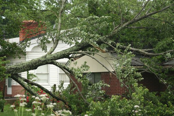 Emergency Tree Removal in Naples