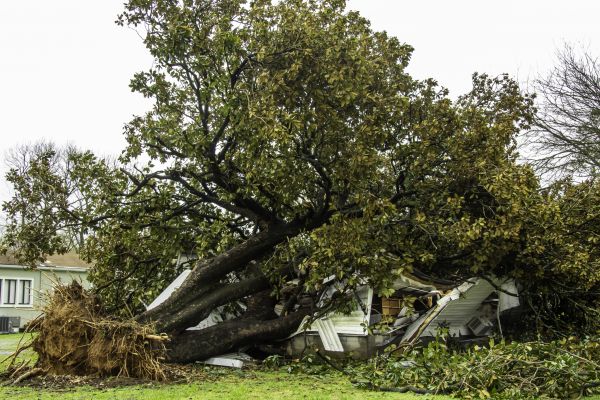 Fallen Tree Removal in Naples