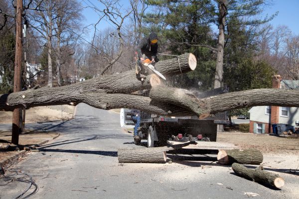 Residential Tree Removal in Naples