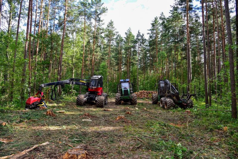 Tree Removal