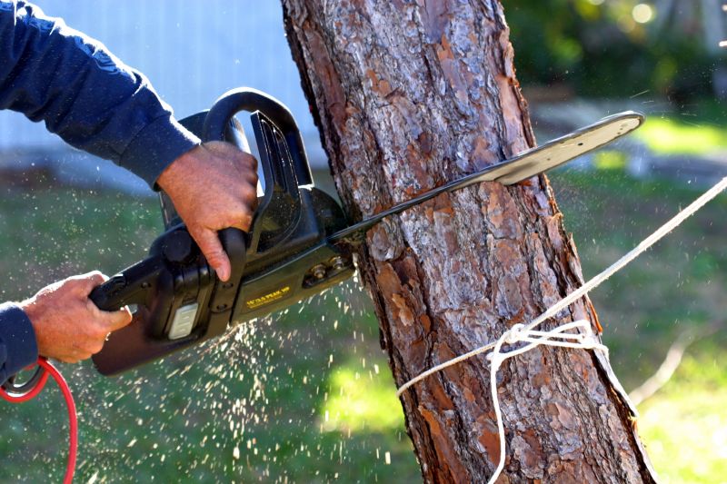 Apple Tree Removal