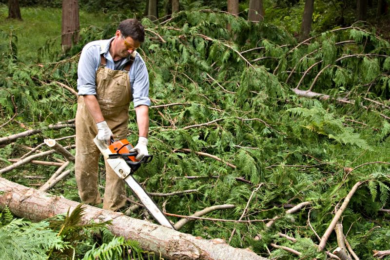 Cypress Tree Removal