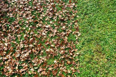 Leaves in the Landscape