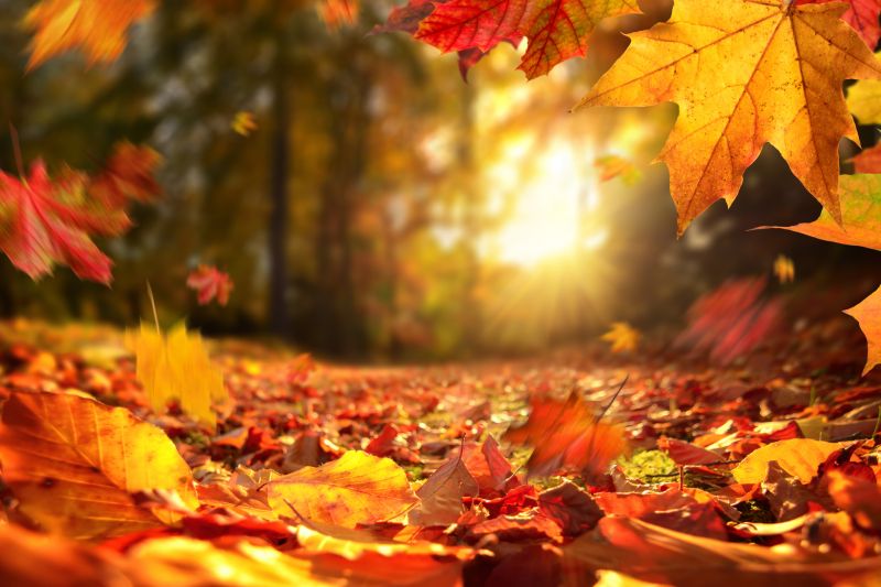 Mulched Leaves