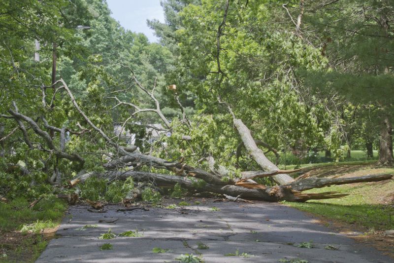 Tree on Sidewalk