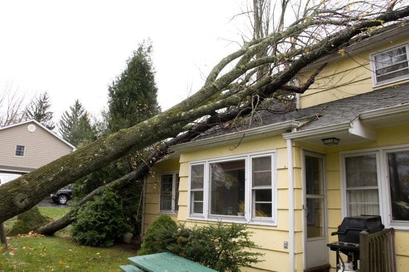 Tree on Roof
