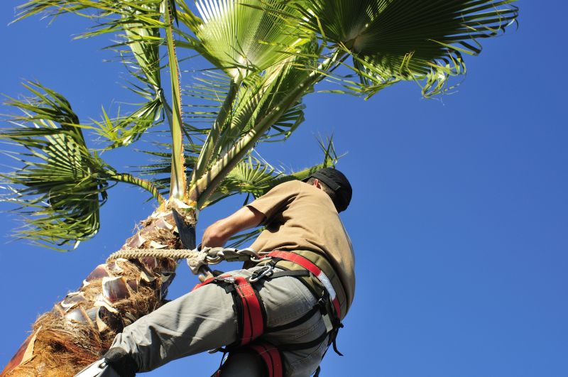 Palm Tree Removal