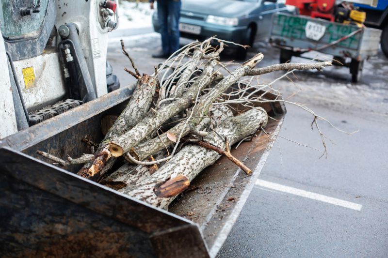 Tree Removal Service