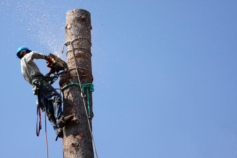 Tree Cutting Process