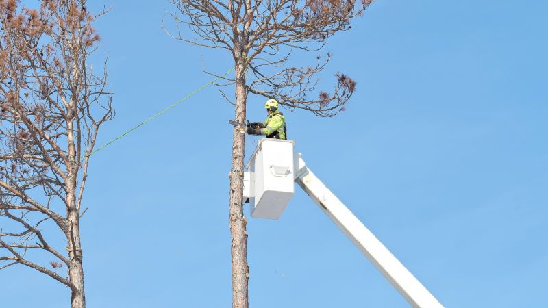 Tree Service Crew