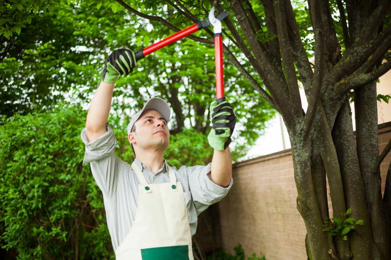 Why Hiring Professionals For Tree Removal Is Essential