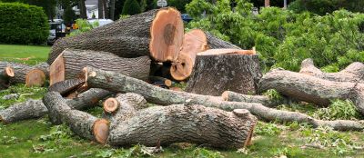 Willow Tree Removal
